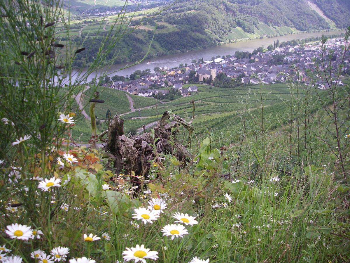 Weingut Bernd Hermes Kröv Eksteriør bilde
